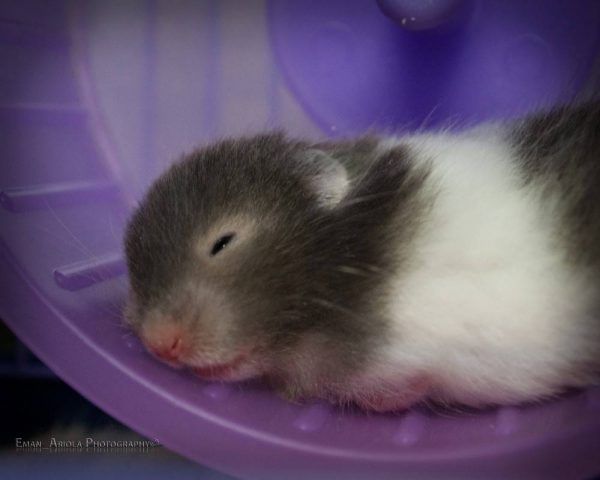 Hamster bear hai màu 1