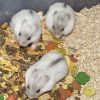 hamster winter white