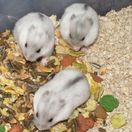 hamster winter white