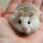 chuột hamster robo