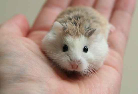 chuột hamster robo