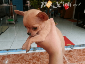 chó chihuahua giá rẻ tphcm gò vấp