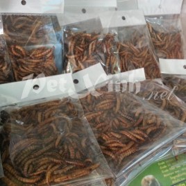superworm thức ăn cho nhím kiểng