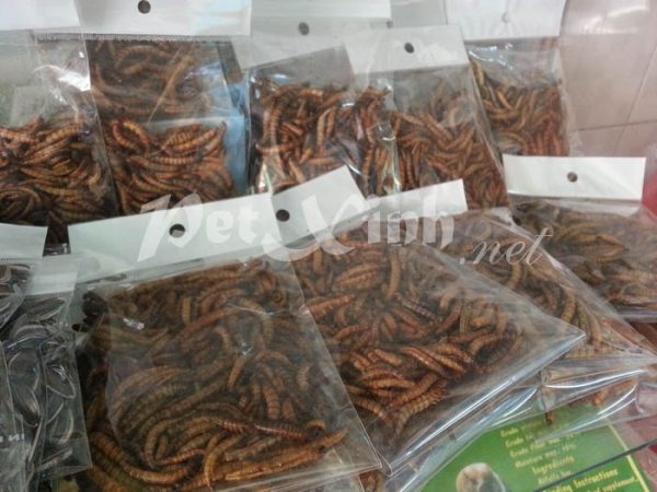 superworm thức ăn cho nhím kiểng