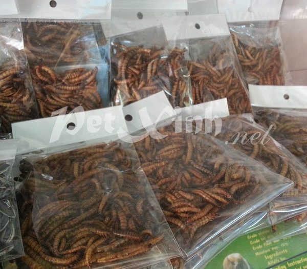 superworm thức ăn cho nhím kiểng