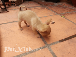chó chihuahua giá rẻ tphcm gò vấp