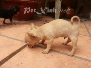 chó chihuahua giá rẻ tphcm gò vấp