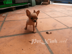 chó chihuahua giá rẻ tphcm gò vấp