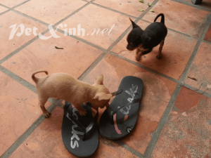 chó chihuahua giá rẻ tphcm gò vấp