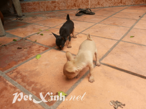 chó chihuahua giá rẻ tphcm gò vấp