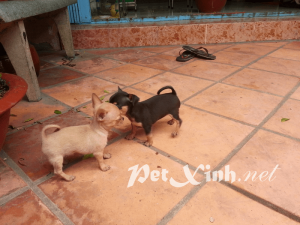 chó chihuahua giá rẻ tphcm gò vấp
