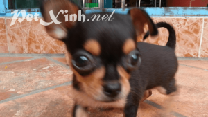 chó chihuahua đen mắt vàng baby giá rẻ tphcm