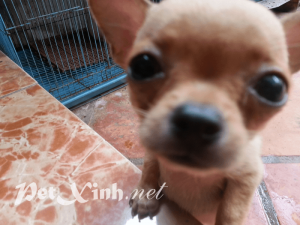 chihuahua vàng dáng chuẩn tp.chm