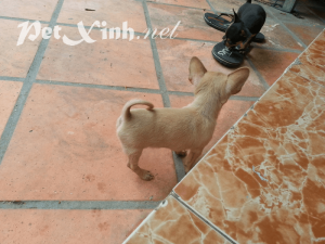 chihuahua vàng dáng chuẩn tp.chm