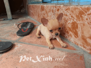 chihuahua vàng dáng chuẩn tp.chm