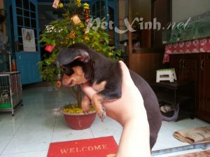 chó chihuahua đen mắt vàng baby giá rẻ tphcm