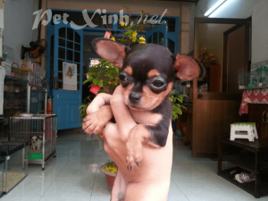 chó chihuahua đen mắt vàng baby giá rẻ tphcm