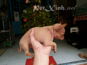 chihuahua vàng dáng chuẩn tp.chm