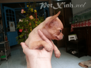 chihuahua vàng dáng chuẩn tp.chm