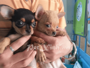 chihuahua vàng dáng chuẩn tp.chm
