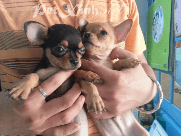 Bán chó chihuahua giá rẻ tphcm