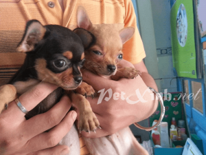 Bán 2 bé chihuahua baby cực xinh (update 24/02/2015) 1