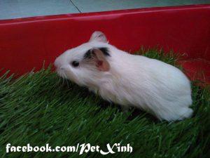 bọ ú lông sát, bọ ú việt nam
