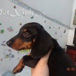 chó lạp xưởng xúc xích dachshund