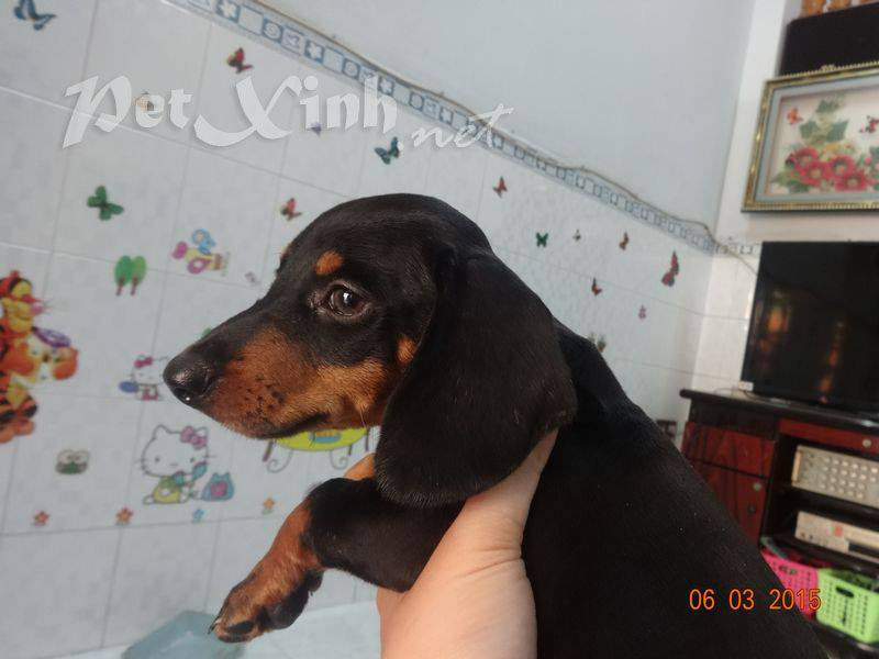 chó lạp xưởng xúc xích dachshund
