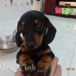 chó lạp xưởng xúc xích dachshund