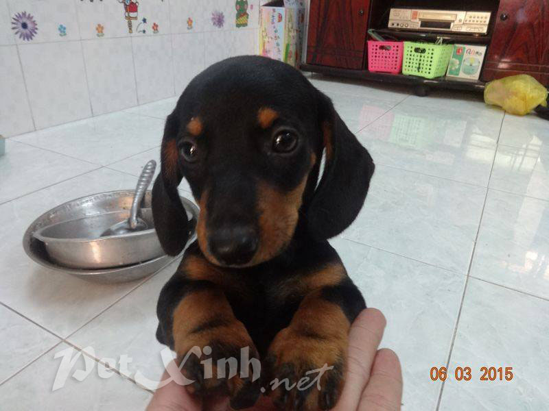 chó lạp xưởng xúc xích dachshund