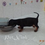 chó lạp xưởng xúc xích dachshund