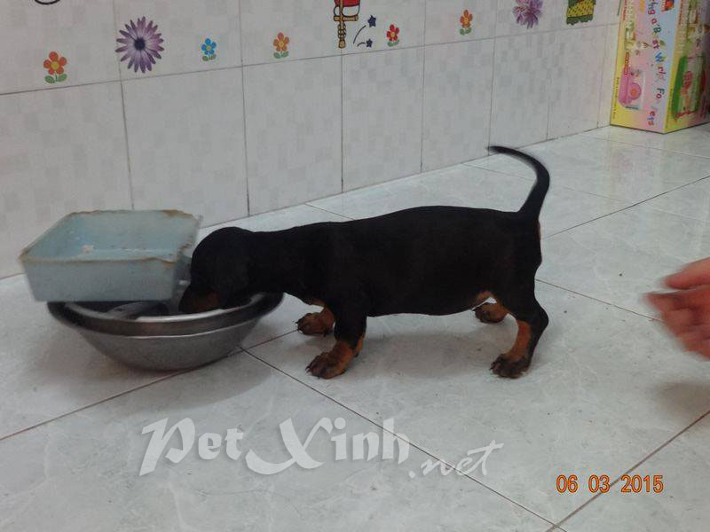 chó lạp xưởng xúc xích dachshund