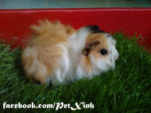 bọ ú lông xù, guinea pig tphcm