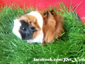 bọ ú lông xù, guinea pig tphcm