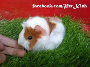bọ ú lông xù, guinea pig tphcm
