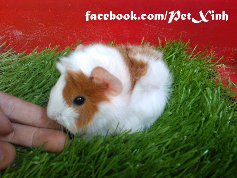 bọ ú lông xù, guinea pig tphcm