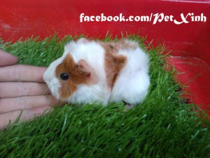bọ ú lông xù, guinea pig tphcm