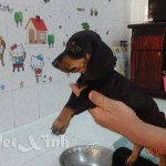 chó lạp xưởng xúc xích dachshund
