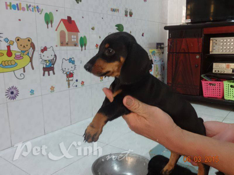 chó lạp xưởng xúc xích dachshund