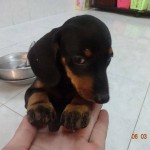 chó lạp xưởng xúc xích dachshund