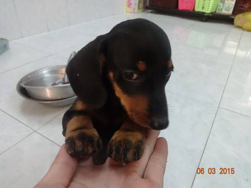 chó lạp xưởng xúc xích dachshund