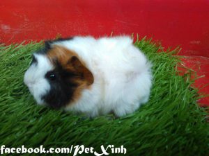 bọ ú lông xù, guinea pig tphcm