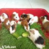 bọ ú lông xù, guinea pig tphcm