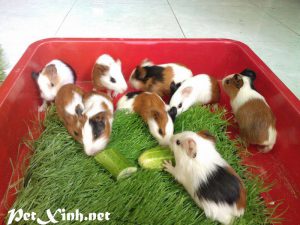 bọ ú lông xù, guinea pig tphcm