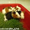 bọ ú lông xù, guinea pig tphcm