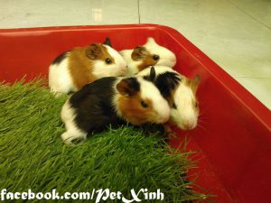 bọ ú lông xù, guinea pig tphcm