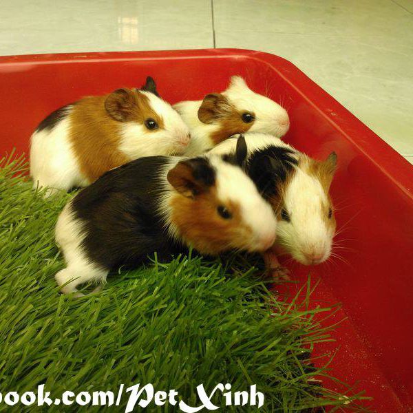 bọ ú lông xù, guinea pig tphcm