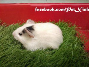 bọ ú lông xù, guinea pig tphcm