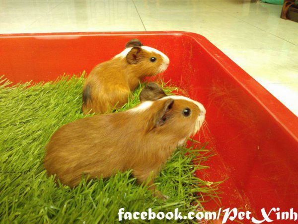 bọ ú lông xù, guinea pig tphcm